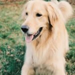 How Much Does A Golden Retriever Cost In California?