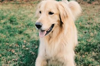 How Much Does A Golden Retriever Cost In California?