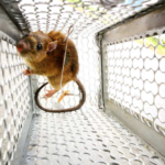 The Complete Guide to Effective Rodent Control and Long-Term Property Protection