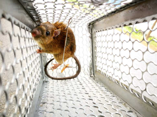 The Complete Guide to Effective Rodent Control and Long-Term Property Protection