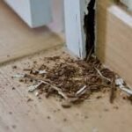 The Complete Guide to Protecting Your Property from Termite Damage