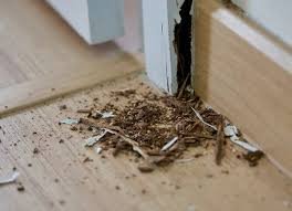 The Complete Guide to Protecting Your Property from Termite Damage