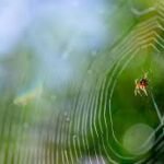 The Complete Guide to Spider Control Methods, Benefits, Prevention Tips, and Protecting Your Property