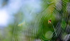 The Complete Guide to Spider Control Methods, Benefits, Prevention Tips, and Protecting Your Property