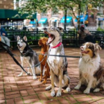 Boston Dog Butlers