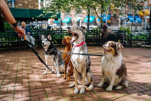 Boston Dog Butlers