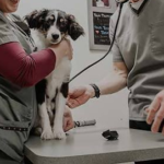 Fox Veterinary Services