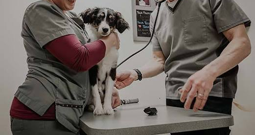Fox Veterinary Services